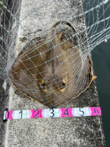 アカエイの釣果