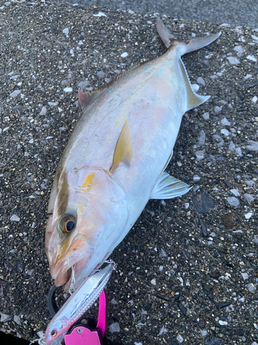 ネリゴの釣果