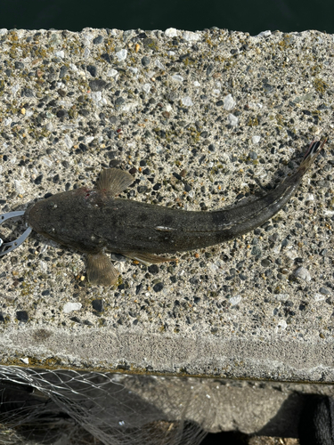 マゴチの釣果