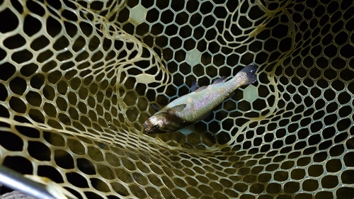 ニジマスの釣果