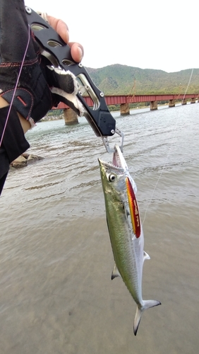 サゴシの釣果