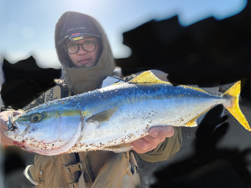 イナダの釣果