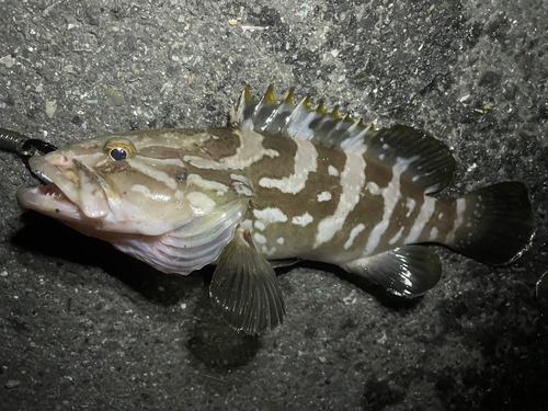 クエの釣果