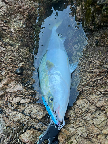 メジロの釣果