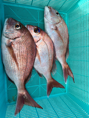 マダイの釣果