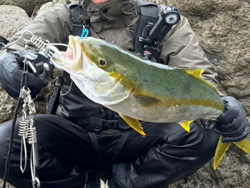 ヒラマサの釣果