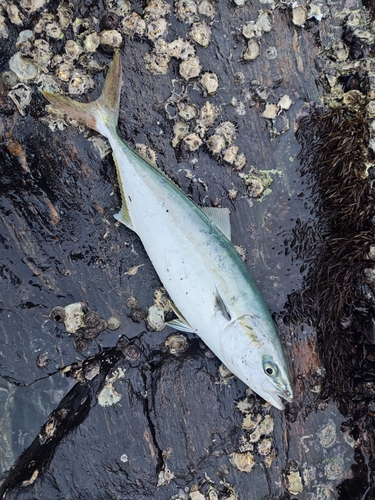 ハマチの釣果