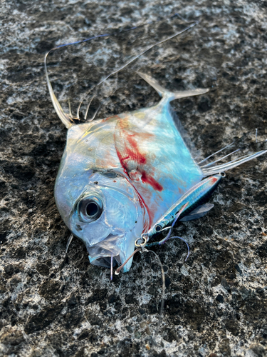 イトヒキアジの釣果