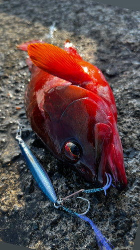 アカハタの釣果