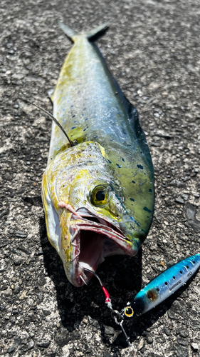 シイラの釣果