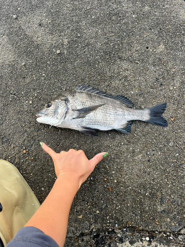 チヌの釣果