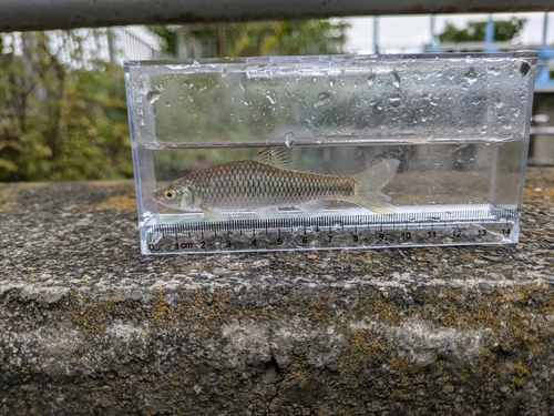 モツゴの釣果