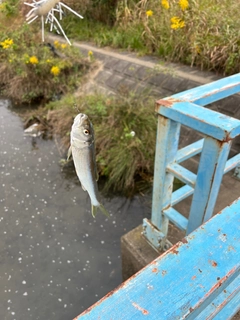 ハスの釣果