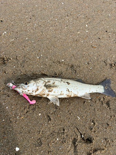 セイゴ（マルスズキ）の釣果