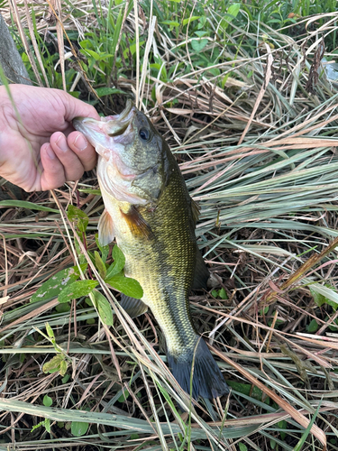 ラージマウスバスの釣果