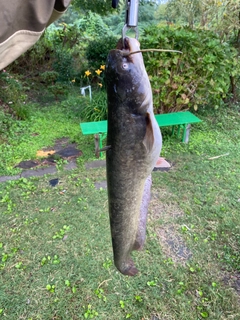 ナマズの釣果