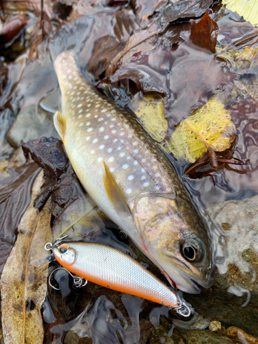 アメマスの釣果