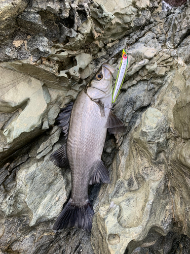 ヒラスズキの釣果