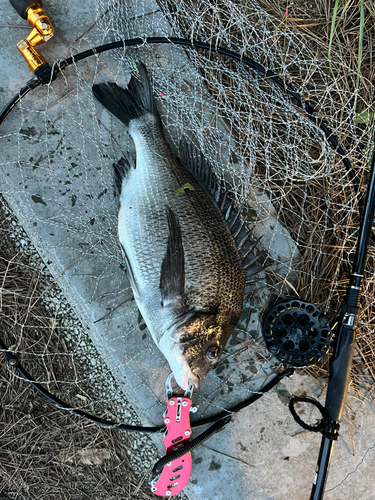 チヌの釣果