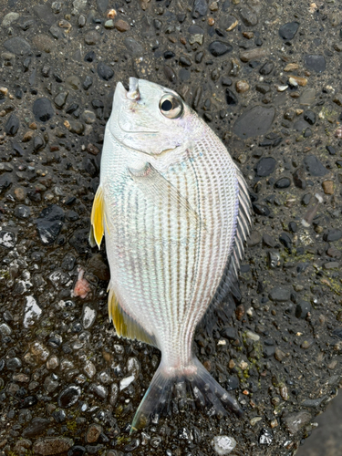 ヘダイの釣果