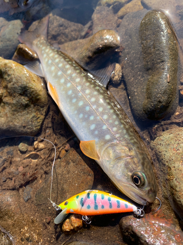 アメマスの釣果