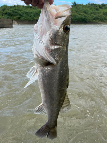 釣果