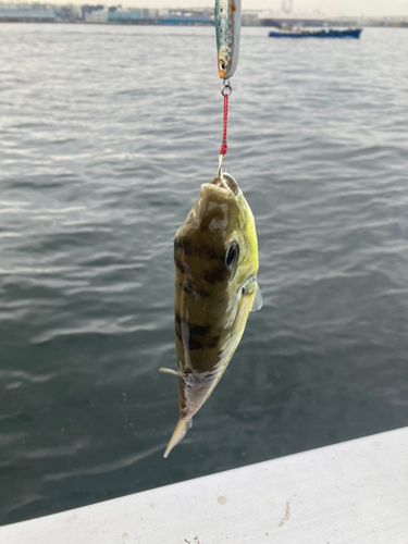 トラフグの釣果