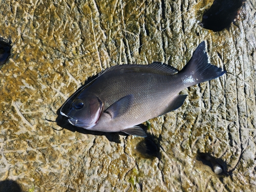 メジナの釣果