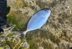 シマアジの釣果