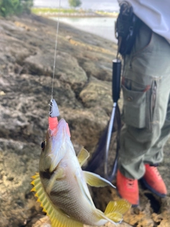 クロホシフエダイの釣果