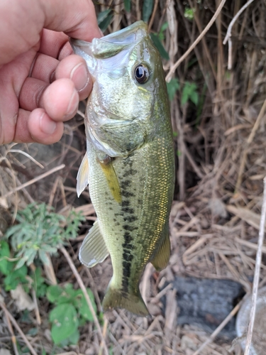 ラージマウスバスの釣果