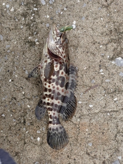 チャイロマルハタの釣果