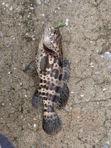 チャイロマルハタの釣果