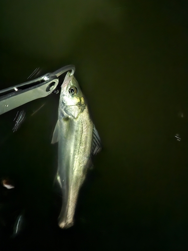 セイゴ（マルスズキ）の釣果