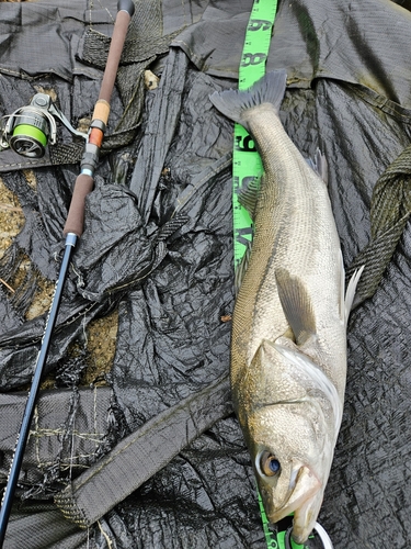 スズキの釣果