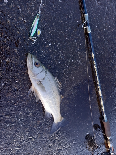 ヒラスズキの釣果