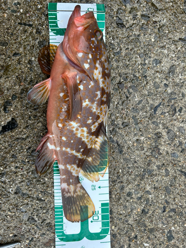 アコウの釣果