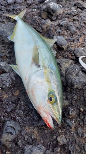 ワカシの釣果