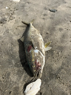 ワカシの釣果