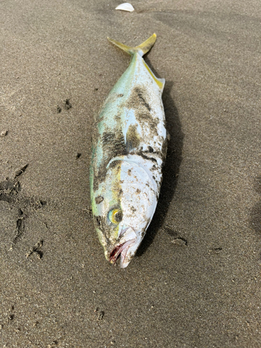 ワカシの釣果