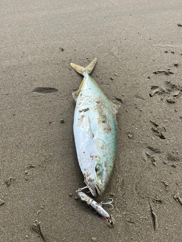 ワカシの釣果