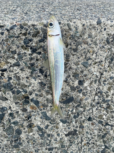 イワシの釣果