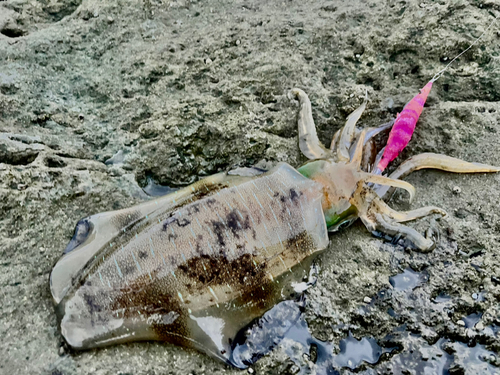 アオリイカの釣果