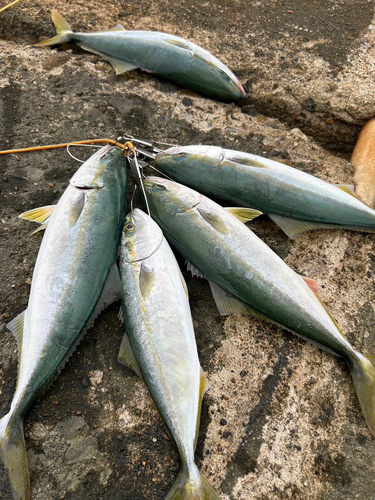 イナダの釣果