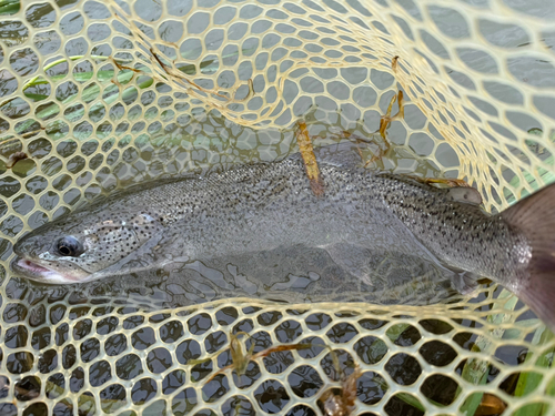 イトウの釣果