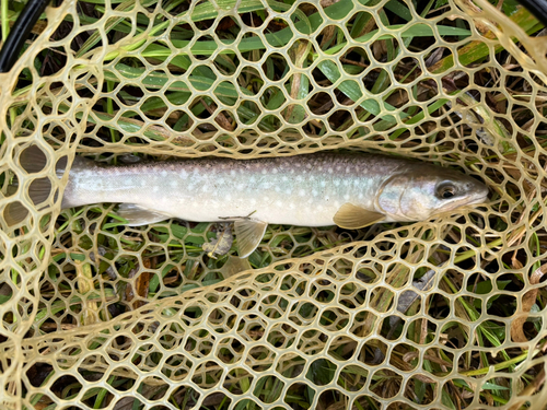 アメマスの釣果