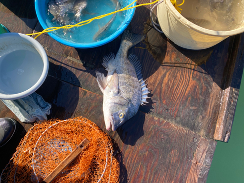 クロダイの釣果