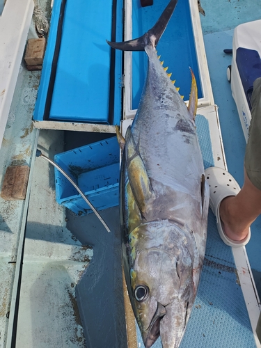 キハダマグロの釣果