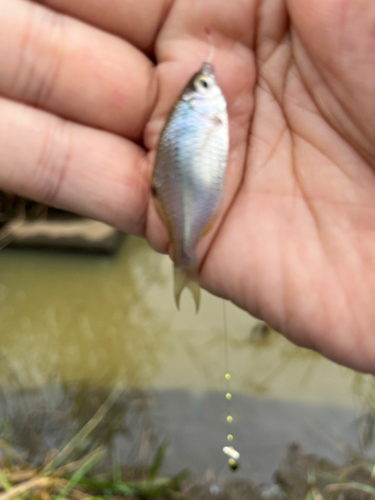 タイリクバラタナゴの釣果