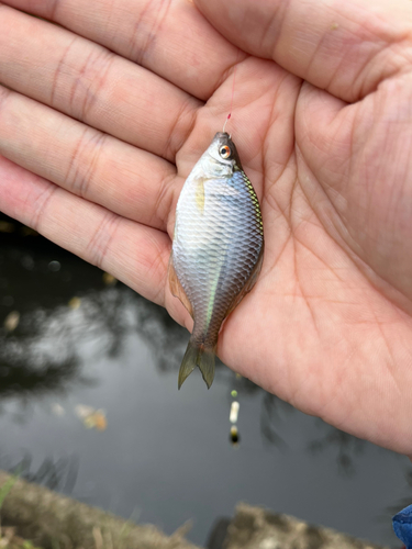 タイリクバラタナゴの釣果